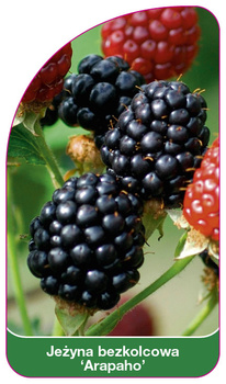 Jezyna bezkolcowa 'Arapaho'