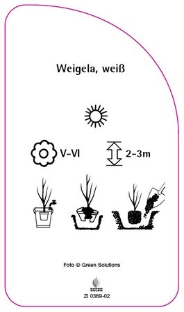 Weigela, weiß