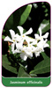Jasminum officinalis