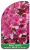 Azalea japonica 'Madame Albert van Hecke'