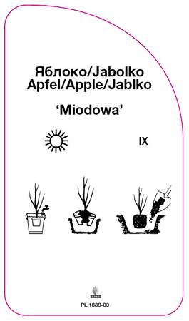 Jablon 'Miodowa'