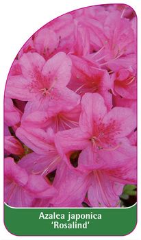 Azalea japonica 'Rosalind'