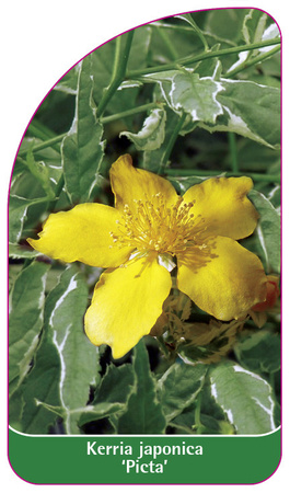 Kerria japonica 'Picta'