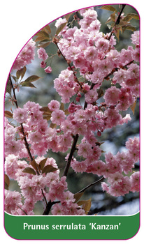 Prunus serrulata 'Kanzan'