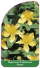Hypericum kalmianum 'Gemo'
