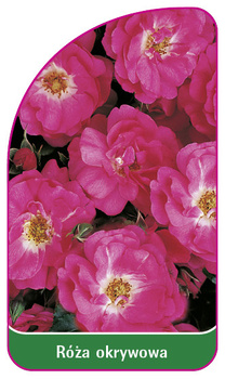 Róza okrywowa Nr. 299