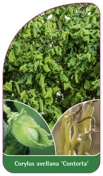 Corylus avellana 'Contorta'