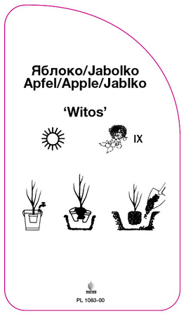 Jabłoń 'Witos'