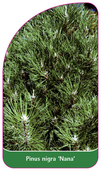 Pinus nigra "Nana