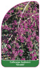 Callicarpa bodinieri 'Giraldii'