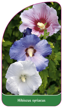 Hibiscus syriacus