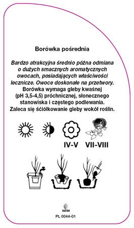 Vaccinium corymbosum 'North Country'