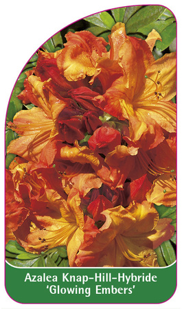Azalea Knap-Hill-Hybride 'Glowing Embers'