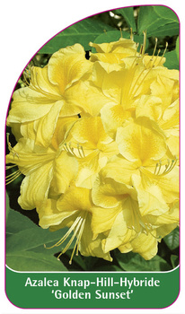 Azalea Knap-Hill-Hybride 'Golden Sunset'
