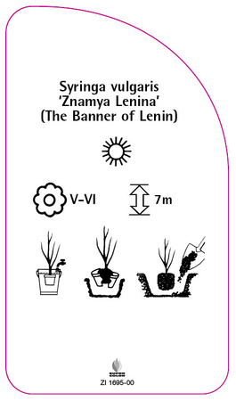 Syringa vulgaris 'Znamya Lenina' (The Banner of Lenin)