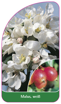 Malus, weiß