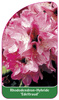 Rhododendron-Hybride 'Edeltraud'