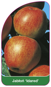 Jabłoń 'Idared'