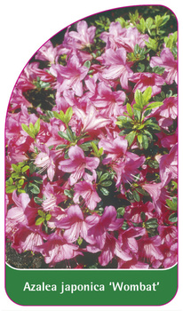 Azalea japonica 'Wombat'