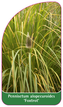 Pennisetum alopecuroides 'Foxtrot'