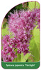 Spiraea japonica 'Firelight'