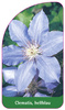 Clematis, hellblau