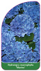 Hydrangea macrophylla 'Marine'