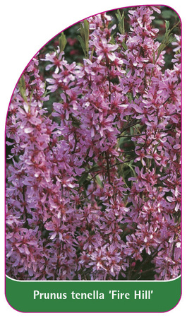 Prunus tenella 'Fire Hill'