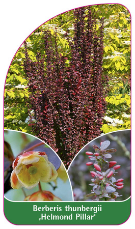 Berberis thunbergii 'Helmond Pillar'