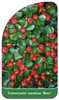 Cotoneaster nanshan 'Boer'