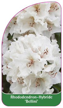 Rhododendron-Hybride 'Bellini'