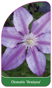 Clematis 'Grazyna'