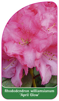 Rhododendron williamsianum 'April Glow'