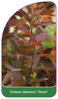 Cotinus dummeri 'Grace'