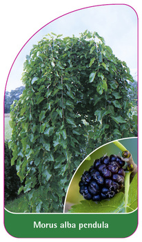 Morus alba pendula