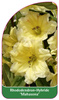 Rhododendron-Hybride 'Mahasona'
