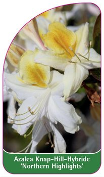 Azalea Knap-Hill-Hybride 'Northern Highlights'