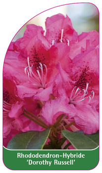 Rhododendron Hybride 'Dorothy Russell'