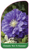 Clematis 'Kiri Te Kanawa'