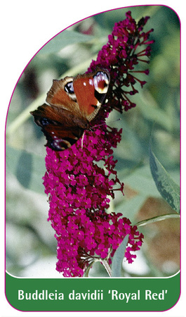 Buddleia davidii 'Royal Red'