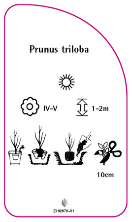Prunus triloba