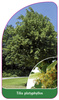 Tilia platyphyllos
