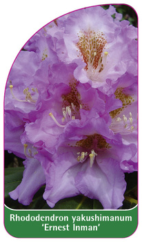 Rhododendron yakushimanum 'Ernest Inman'