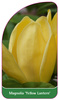 Magnolia 'Yellow Lantern'