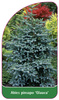 Abies pinsapo 'Glauca'