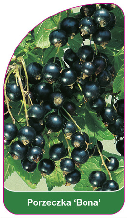 Porzeczka 'Bona'