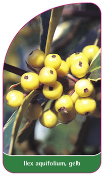 Ilex aquifolium, gelb