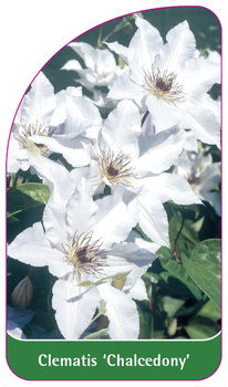 Clematis 'Chalcedony'