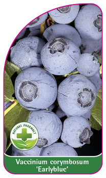 Vaccinium corymbosum 'Earlyblue'