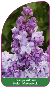 Syringa vulgaris ,Stefan Makowiecki'